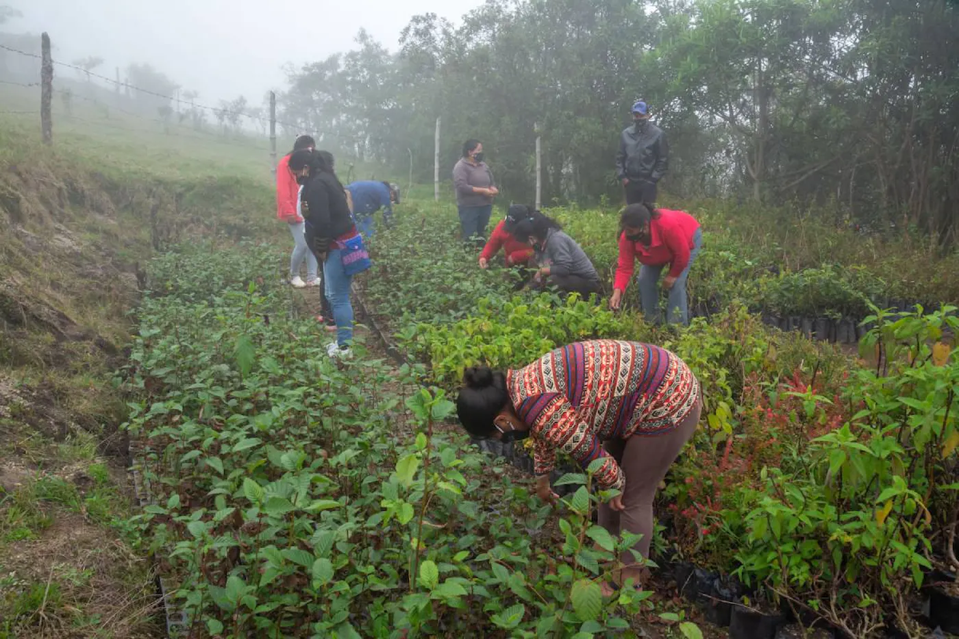 Scaling Mountain Forest Restoration to Increase Water Security for Communities in the Andean Region